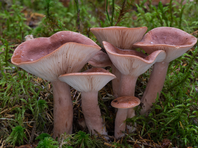 Lactarius rufus